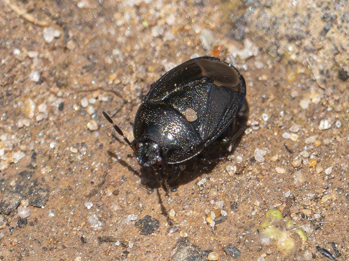 Sehirus luctuosus.jpg